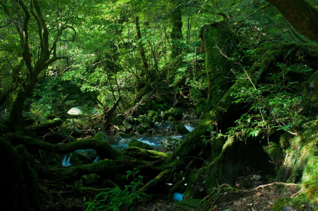 yakushima...1.png