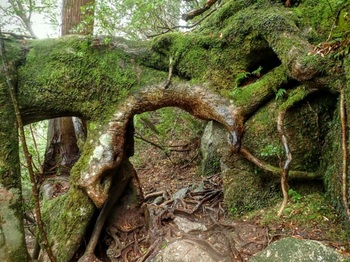 yakushima...4.jpg